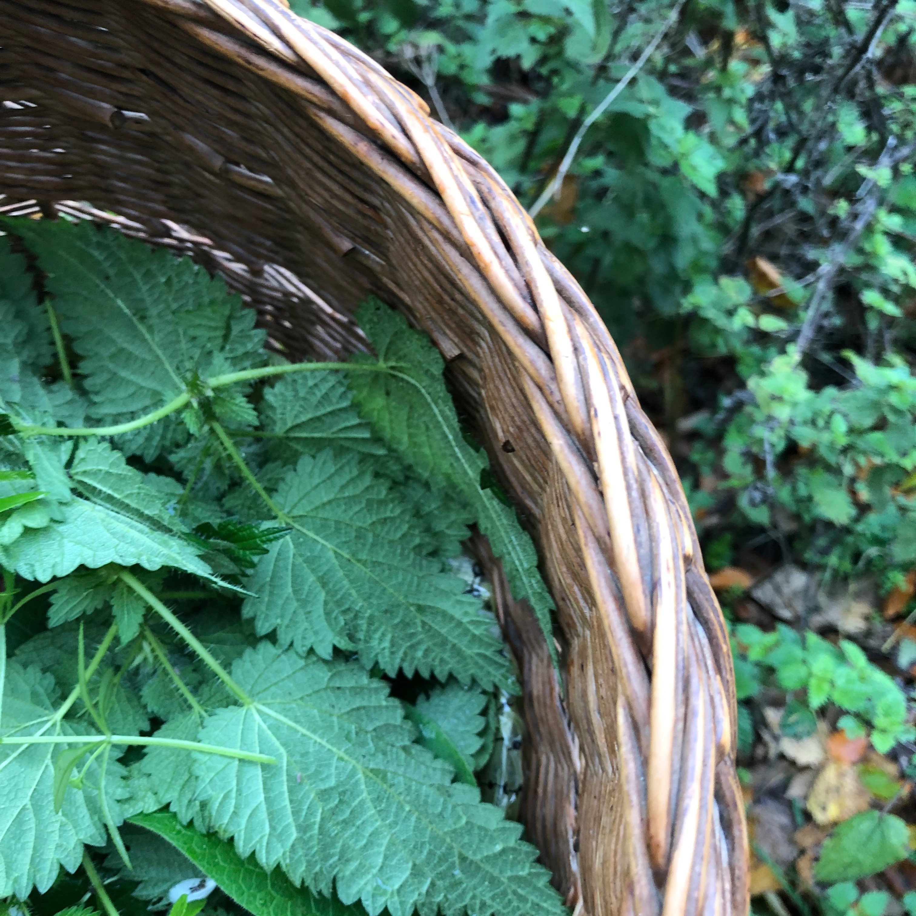 Etsy Shop - Wild Medicines from the Threshold  thumbnail