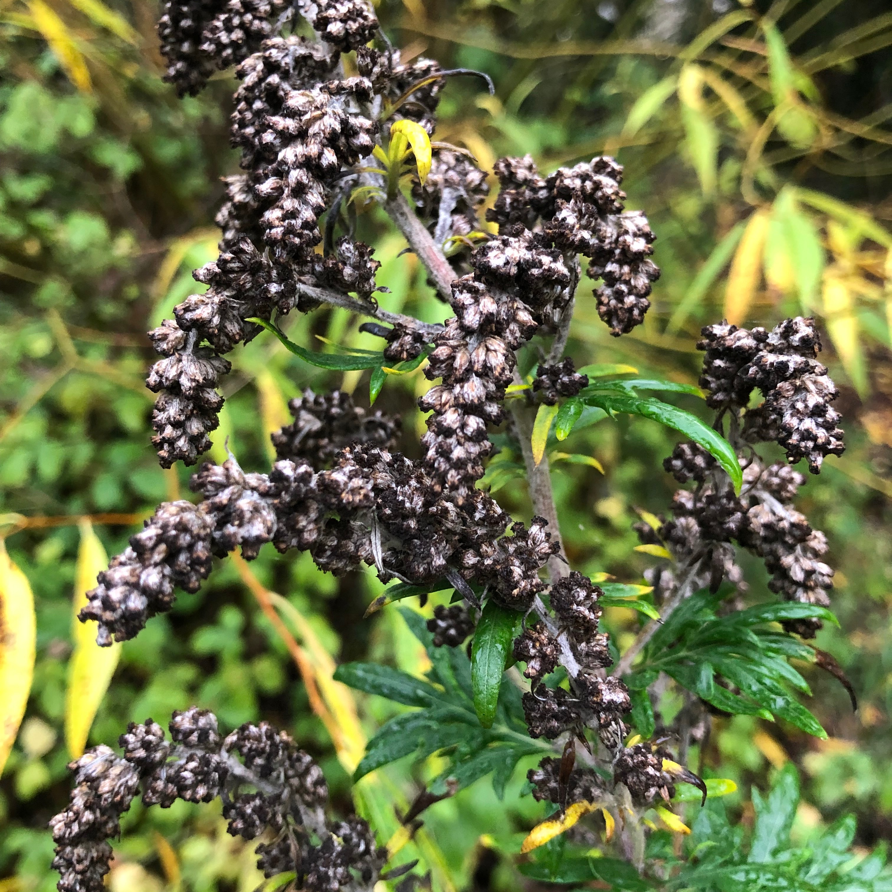 Mugwort-Moon Matriarch - A Journey into Plant Spirit Medicine thumbnail