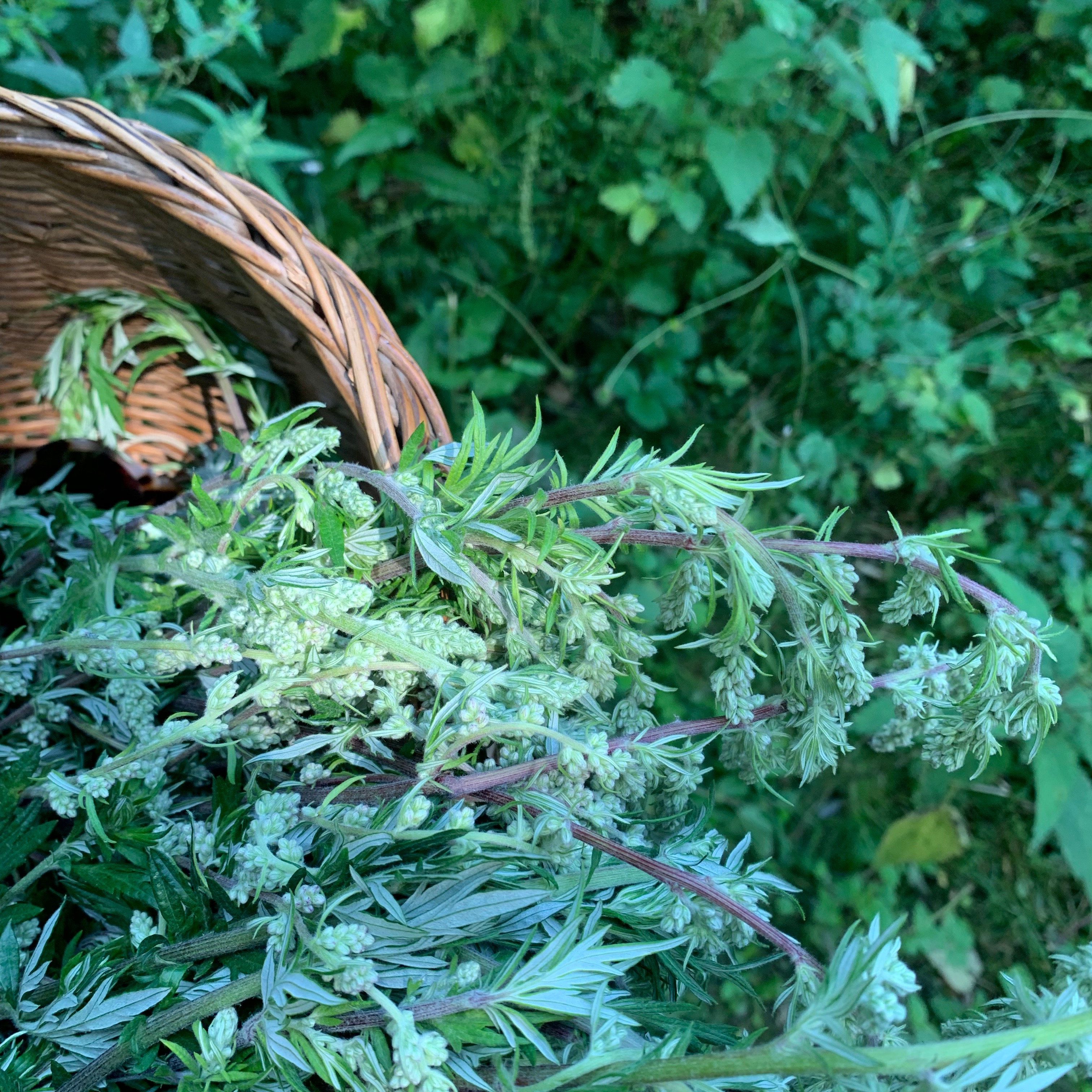 Mugwort- Moon Matriarch - A journey into plant spirit medicine thumbnail