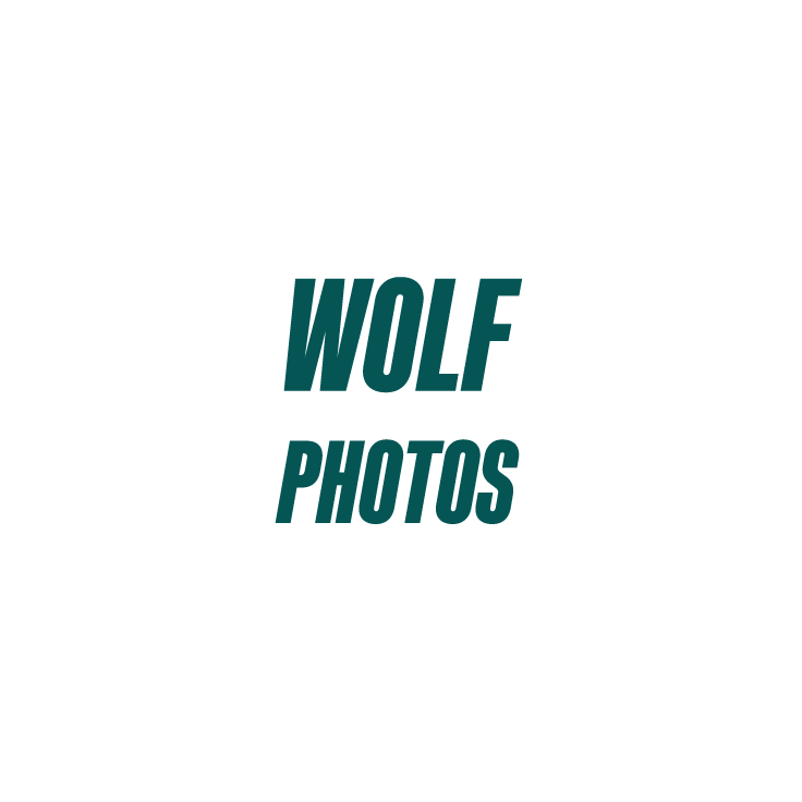 WOLF PHOTO thumbnail