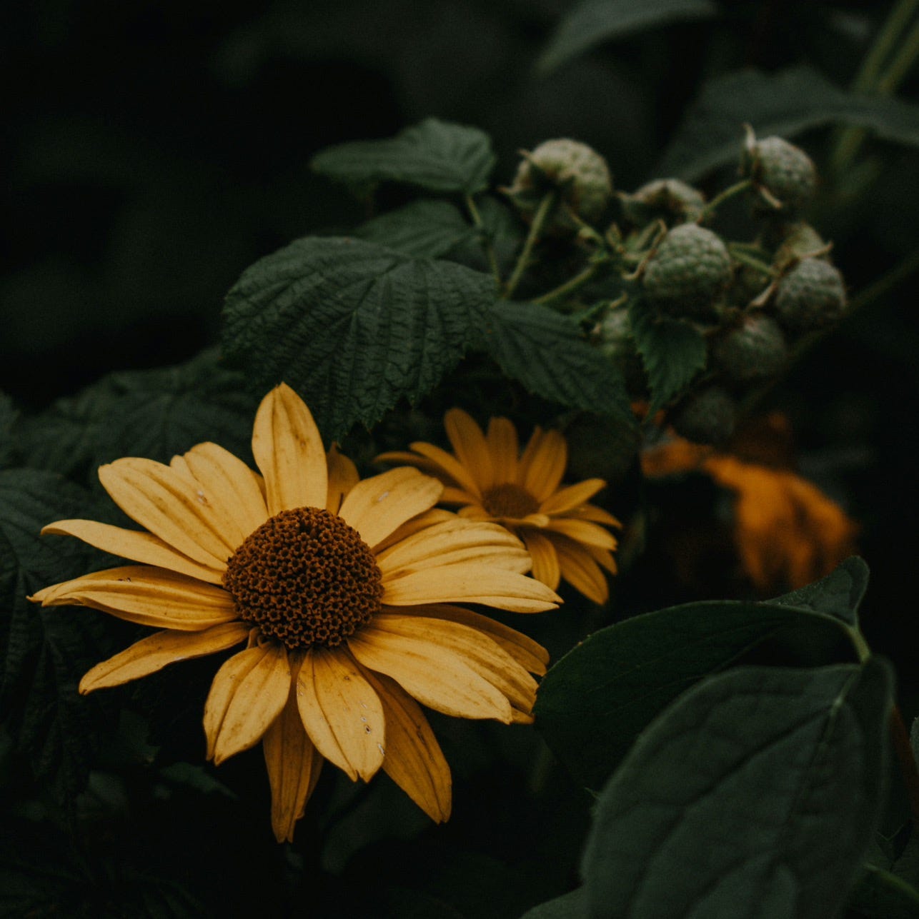 Jessica Hashimoto | Substack thumbnail