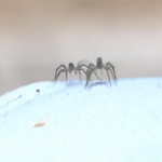 Parks and Rec works to get rid of spiders at Stephens Lake Park aquatic area thumbnail
