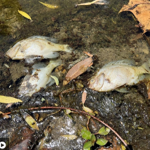 Hot weather causes natural kill of hundreds of fish at Columbia dog park thumbnail