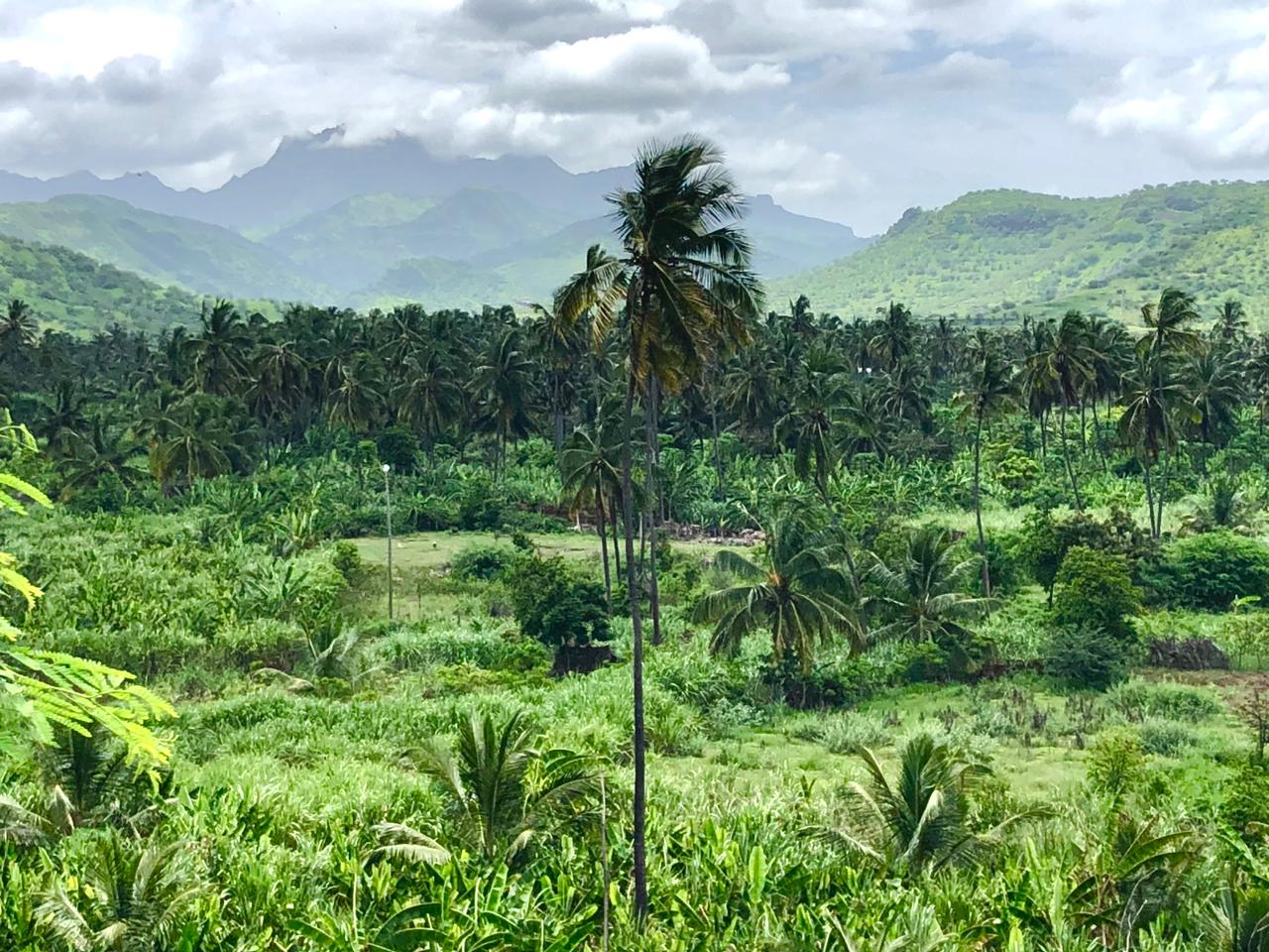 🌴 Descubra a magia de Ribeira dos Picos em Pedra Badejo, um verdadeiro paraíso escondido na Ilha de Santiago! 🌿 Em parce