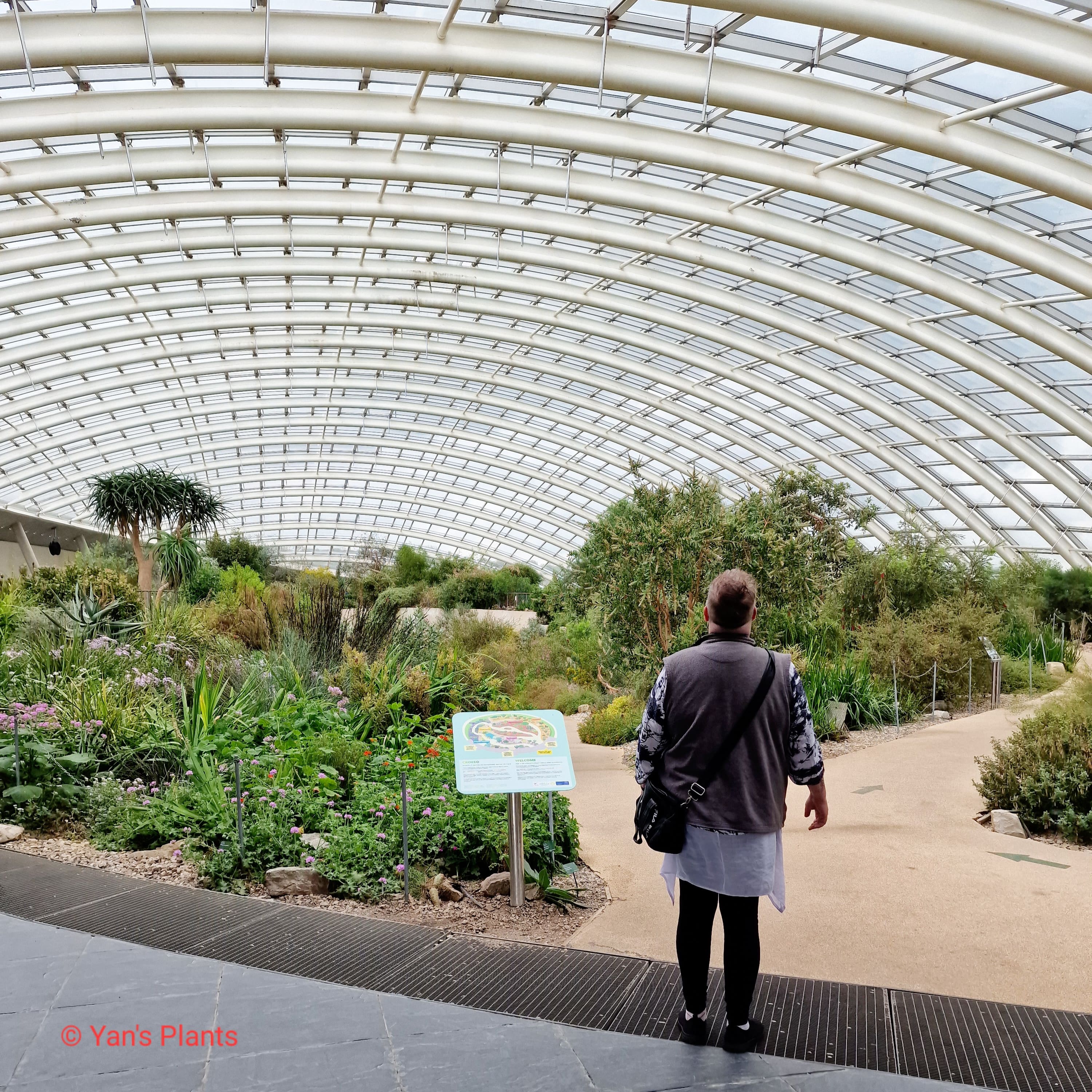 Yan's Plants — Bio Site