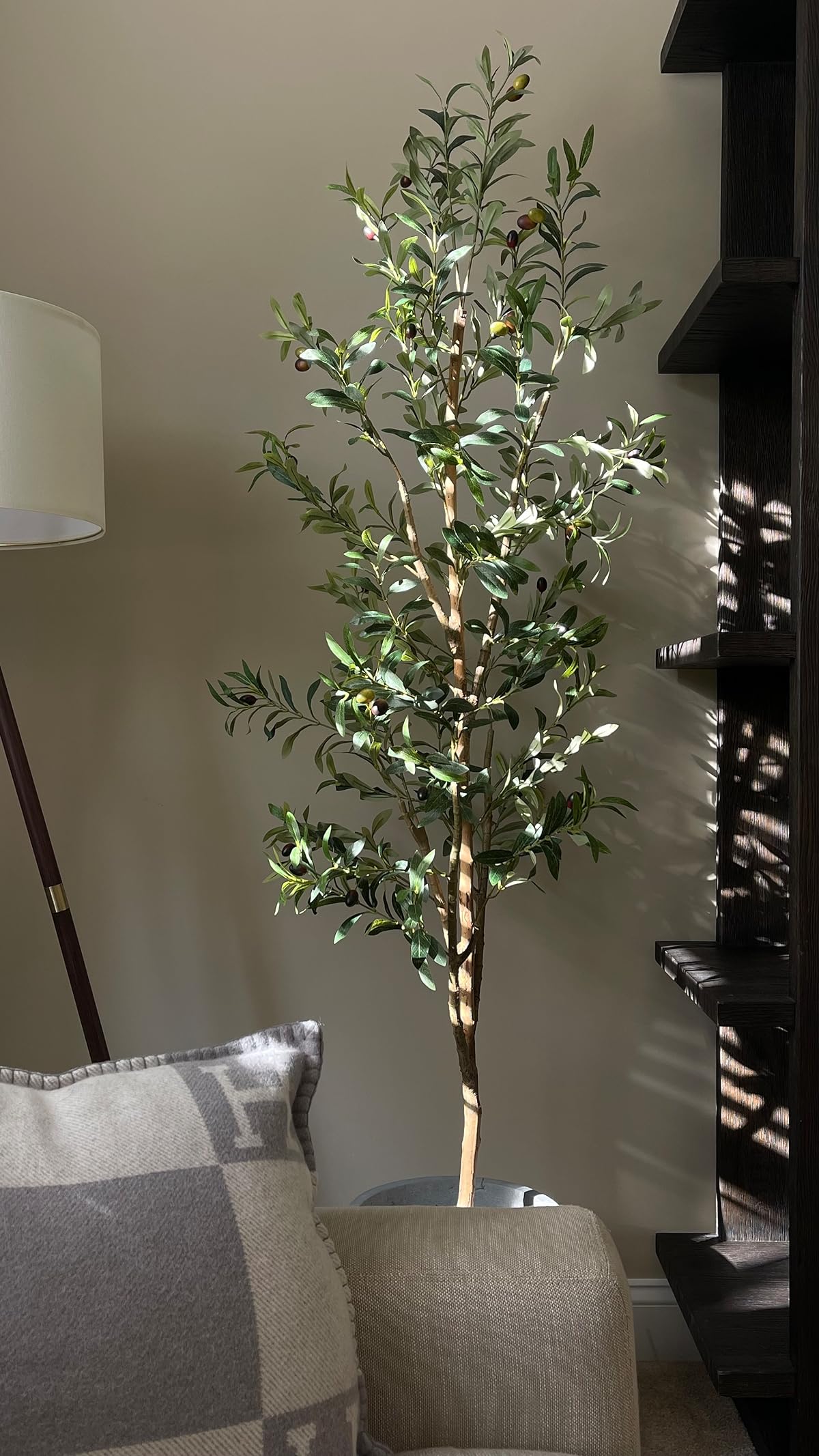 My Favorite Olive Tree thumbnail