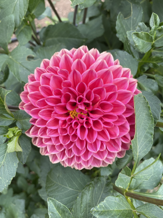 Dahlia Tuber Shop  thumbnail