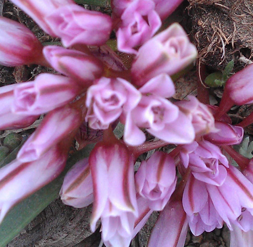 Author Website thumbnail