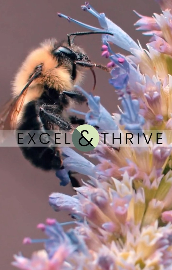 Have you ever thought about how important bees are to our overall health and wellness? 🐝

These little creatures are res