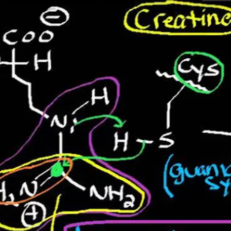 Creatine Found to Support Overall Health thumbnail