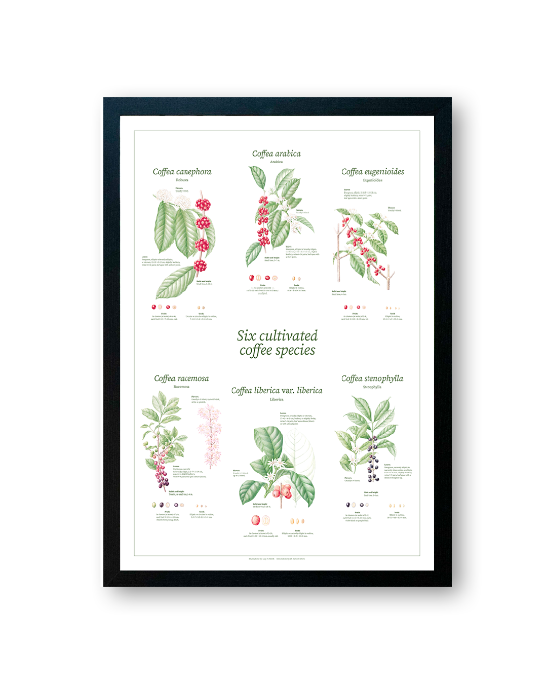 Botanical Species Print thumbnail