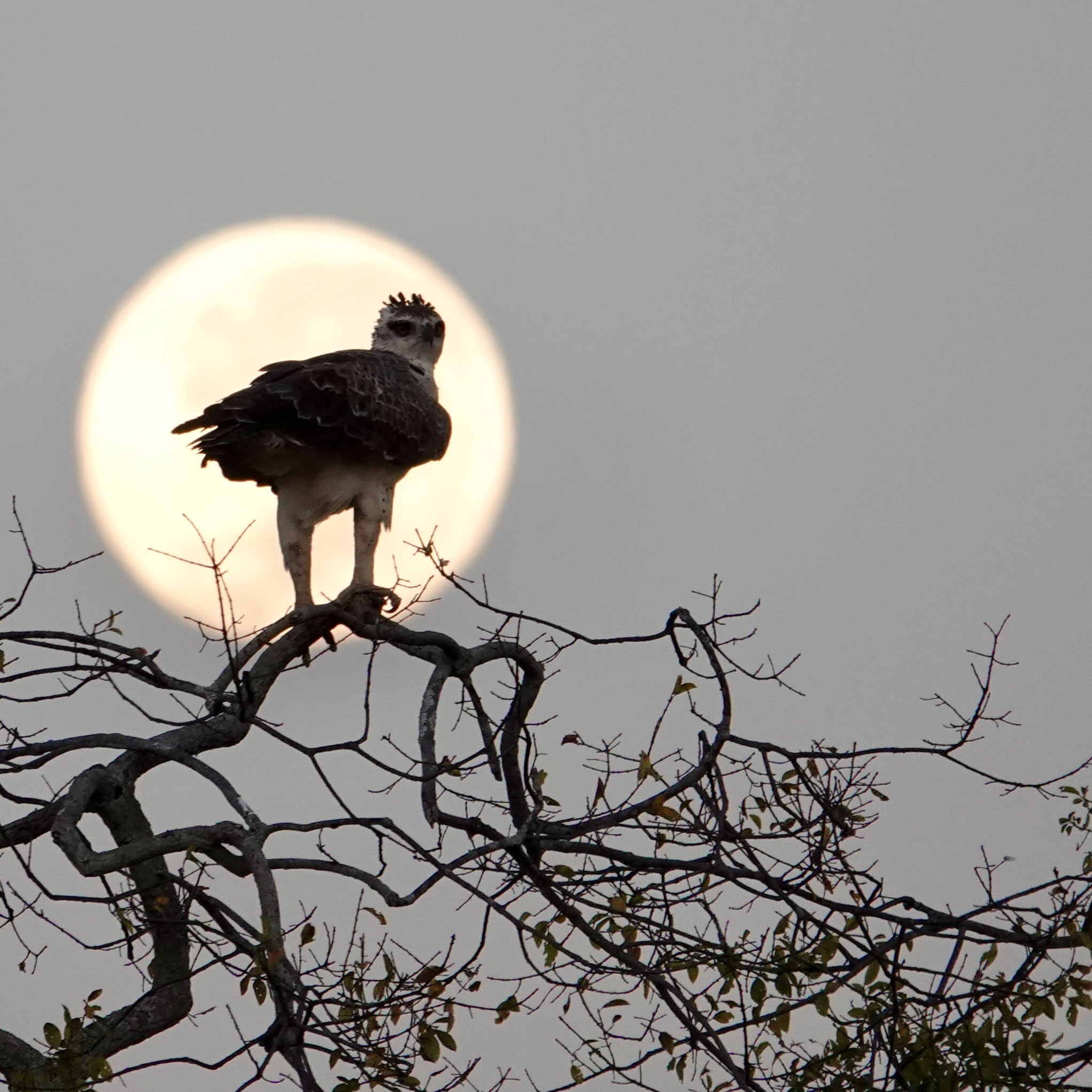 Natur und Tiere thumbnail