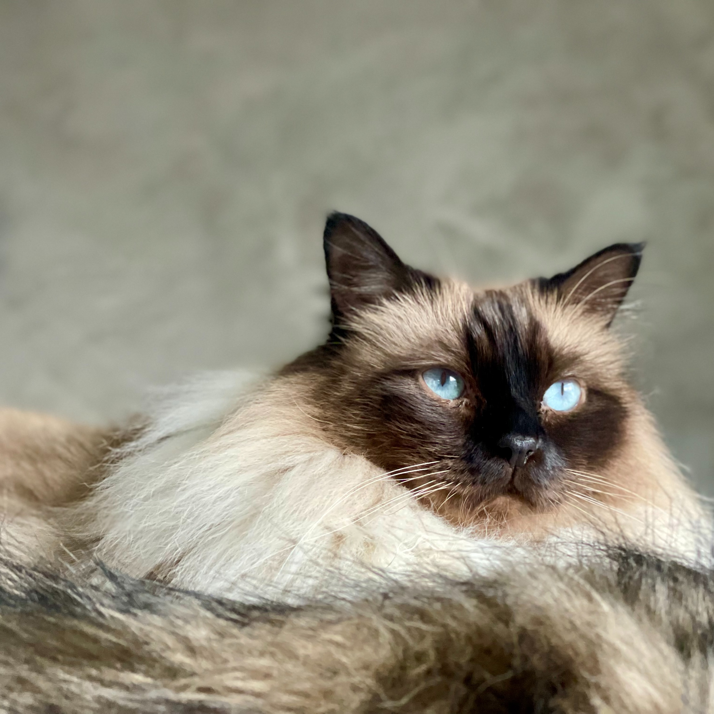 Stubentiger thumbnail