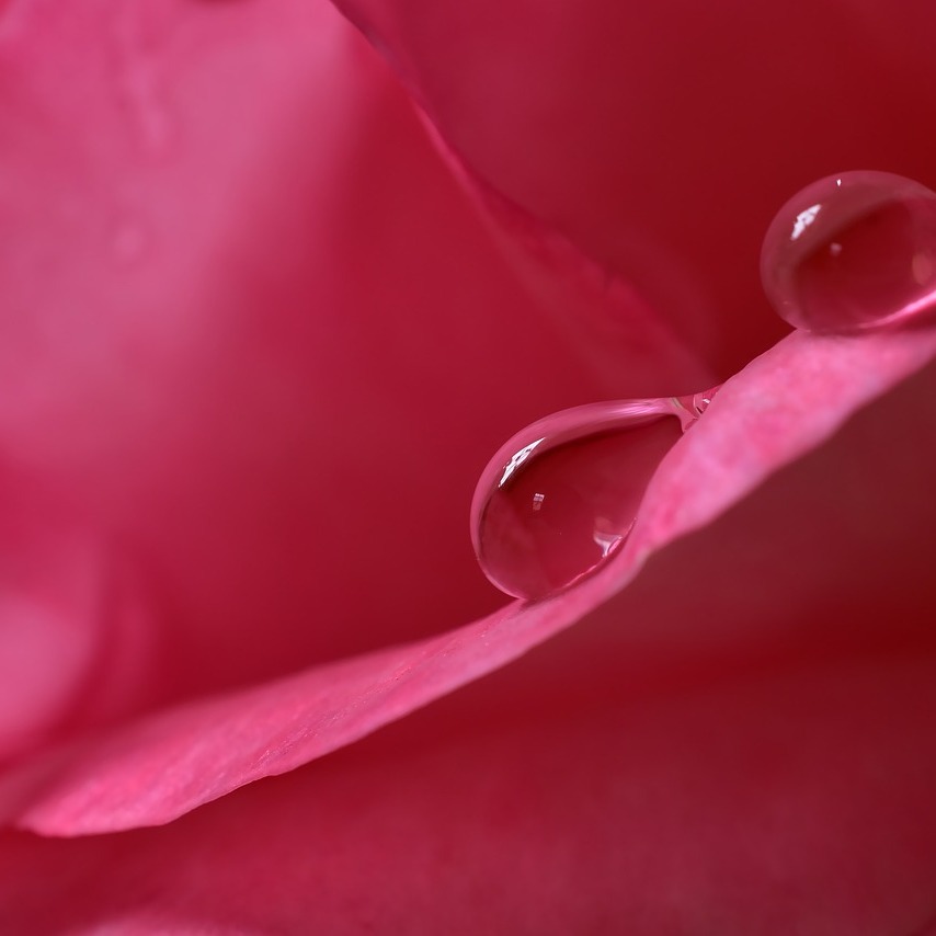 Editorial Feature: 11 Rose Water Sprays That Deserve a Spot in Your Skincare Routine thumbnail