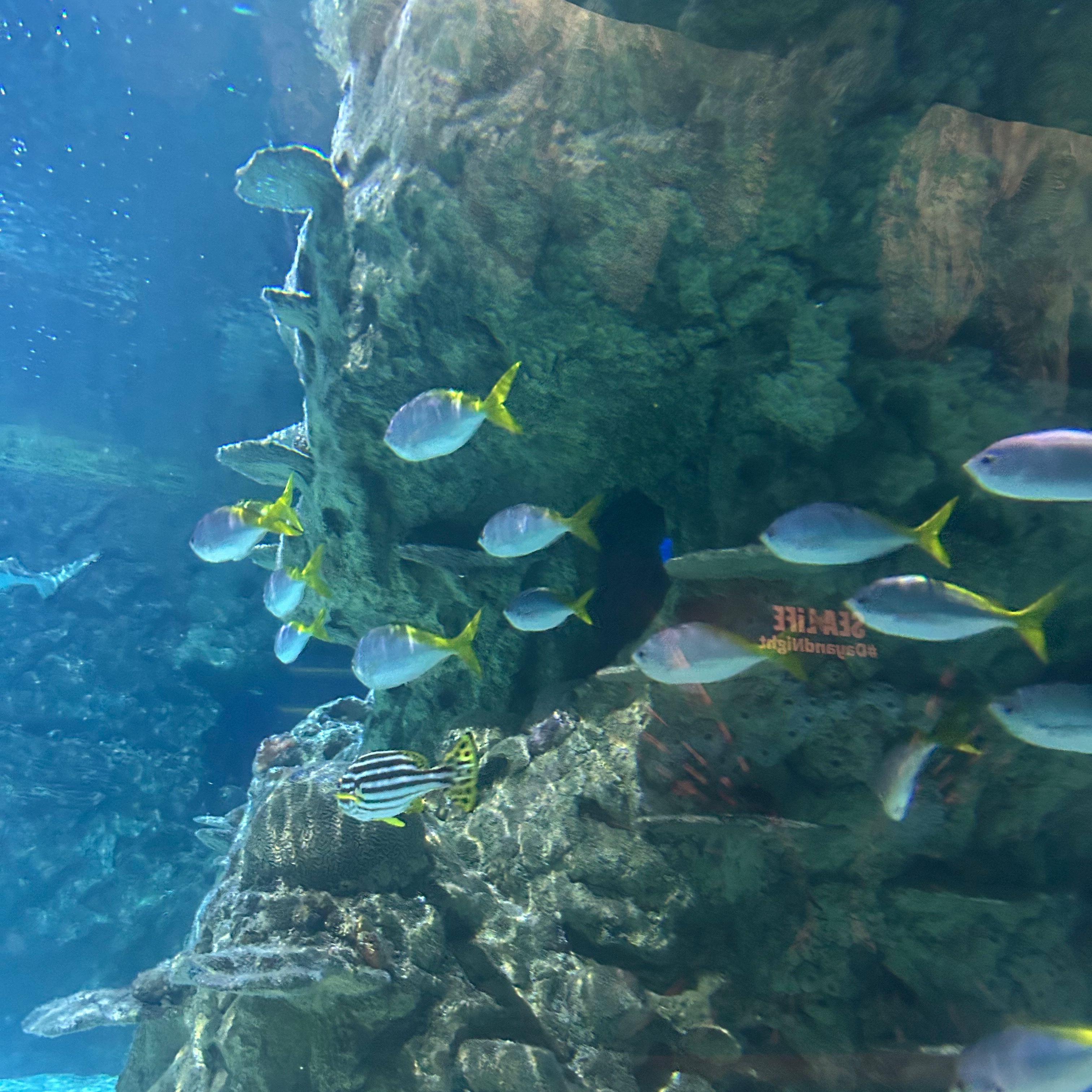 Cute Animals thumbnail