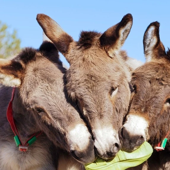 Donkey Sanctuary  thumbnail