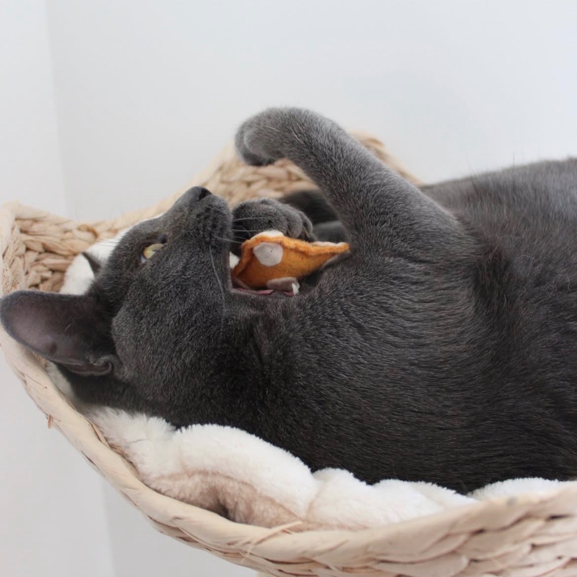 BOUTIQUE HAPPIMAUX 🧸 thumbnail