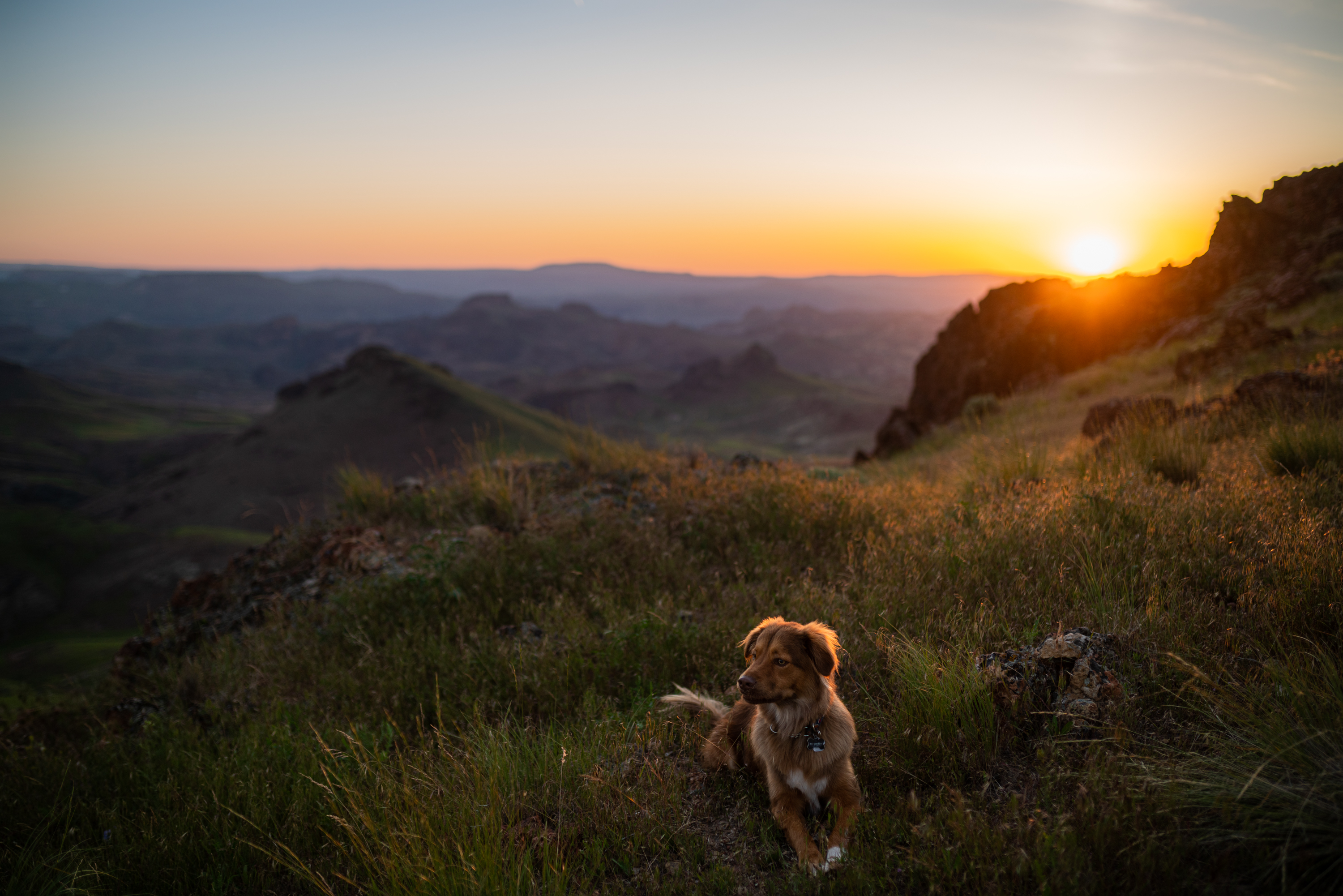 Nomad Dog - Instagram  thumbnail