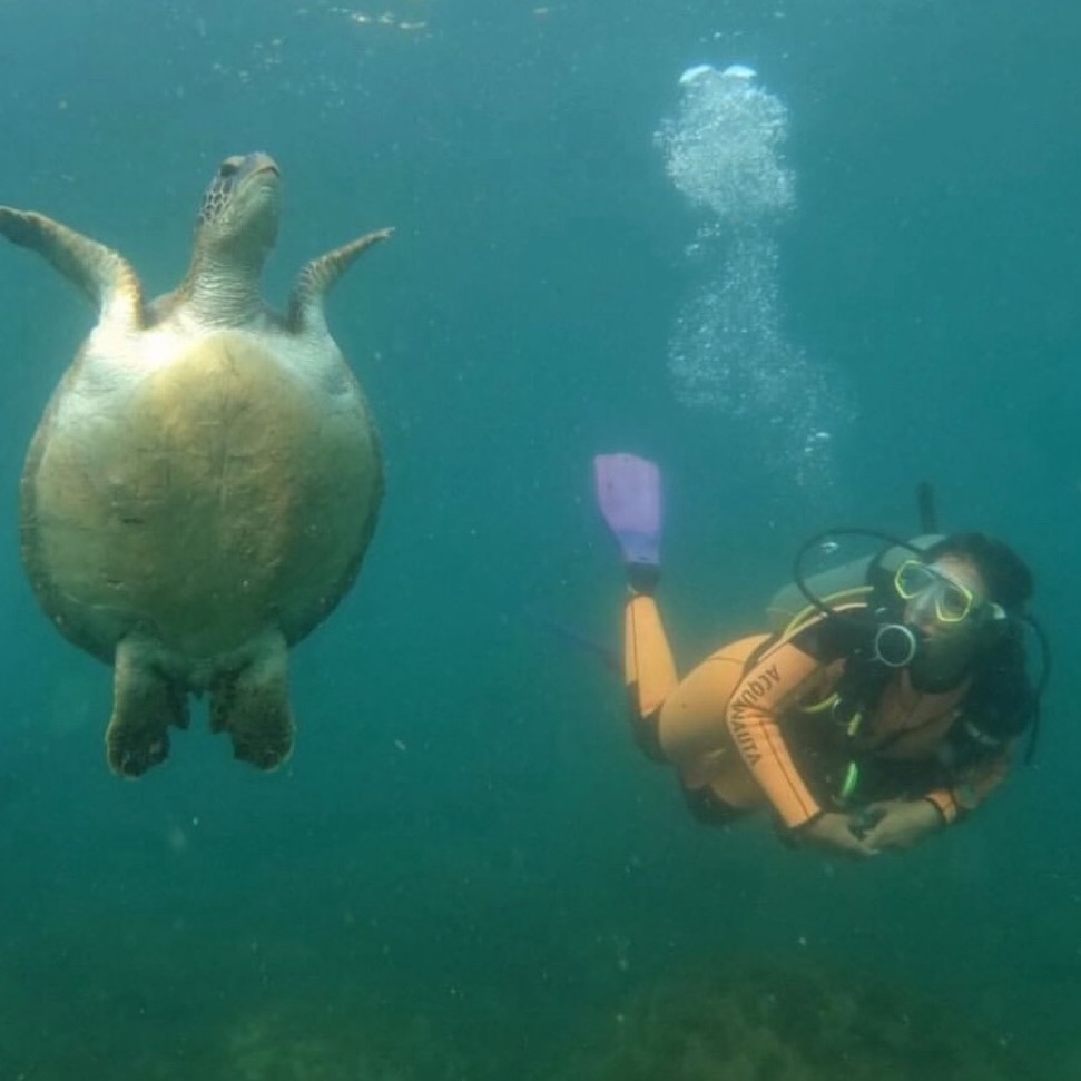 🤿 BUCEO - Ilha de Arvoredo 🐠 thumbnail