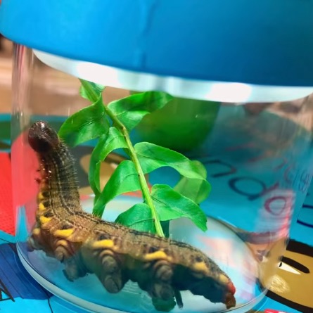 Investigando o ciclo da vida 🦋 thumbnail