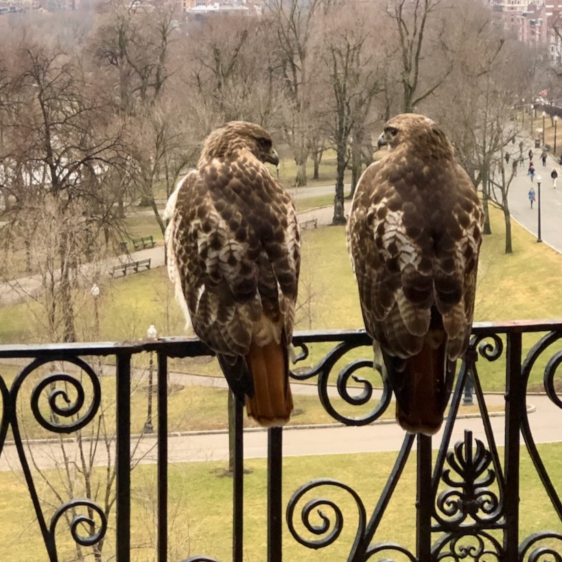 Redtails on the Fire Escape Newsletter thumbnail
