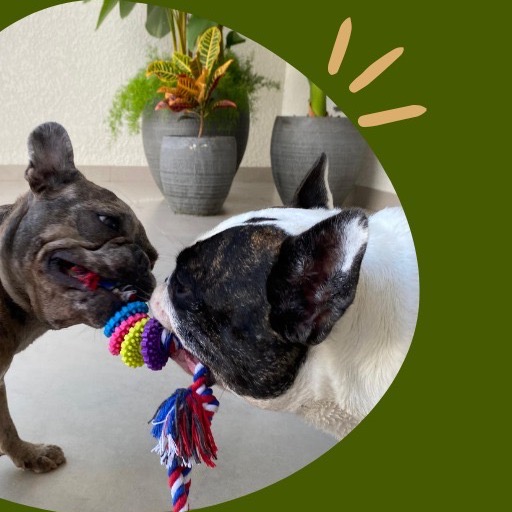 E-book: Enriquecimento Canino na Prática thumbnail