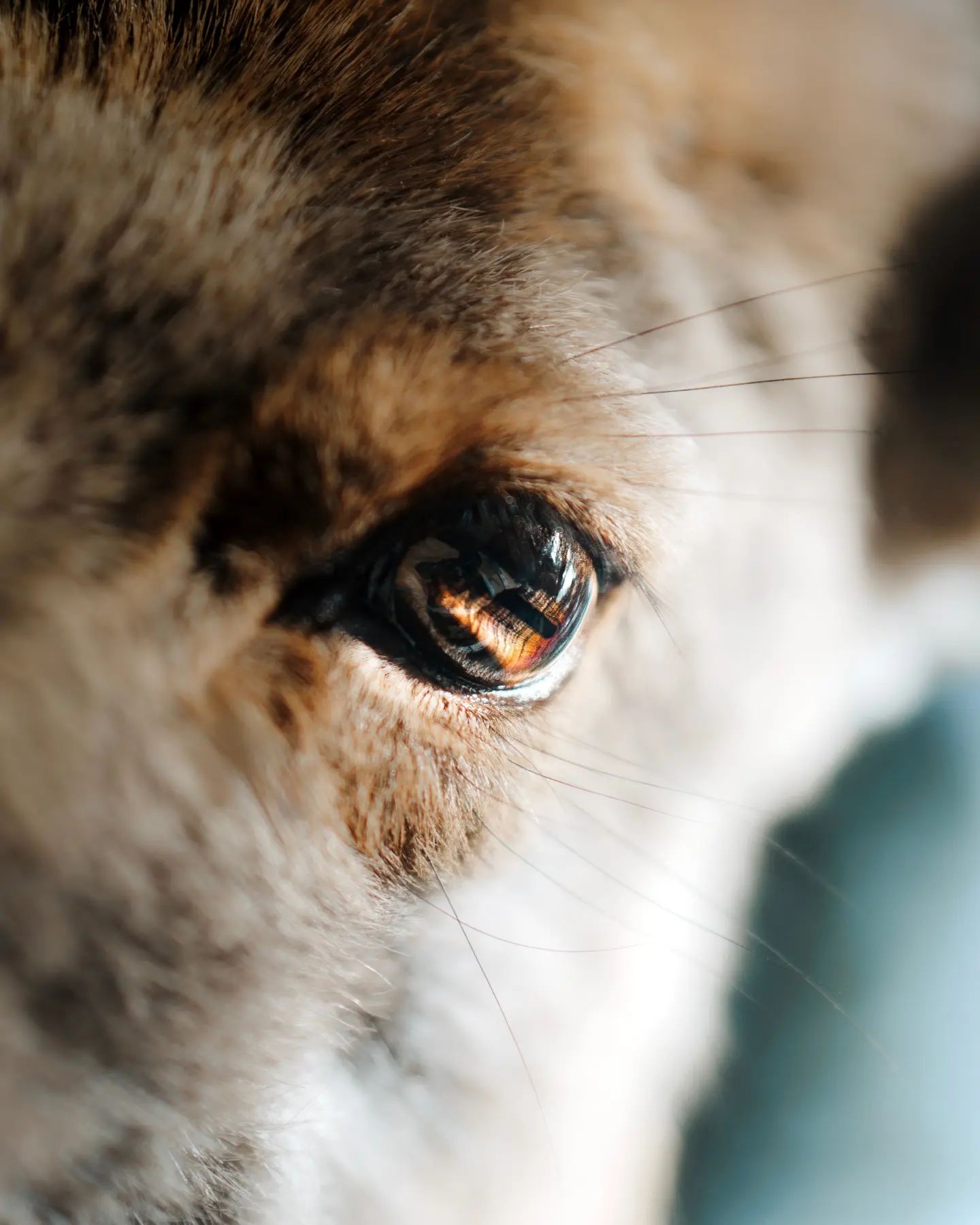 Look me in the eyes.
#deer #macro #eye