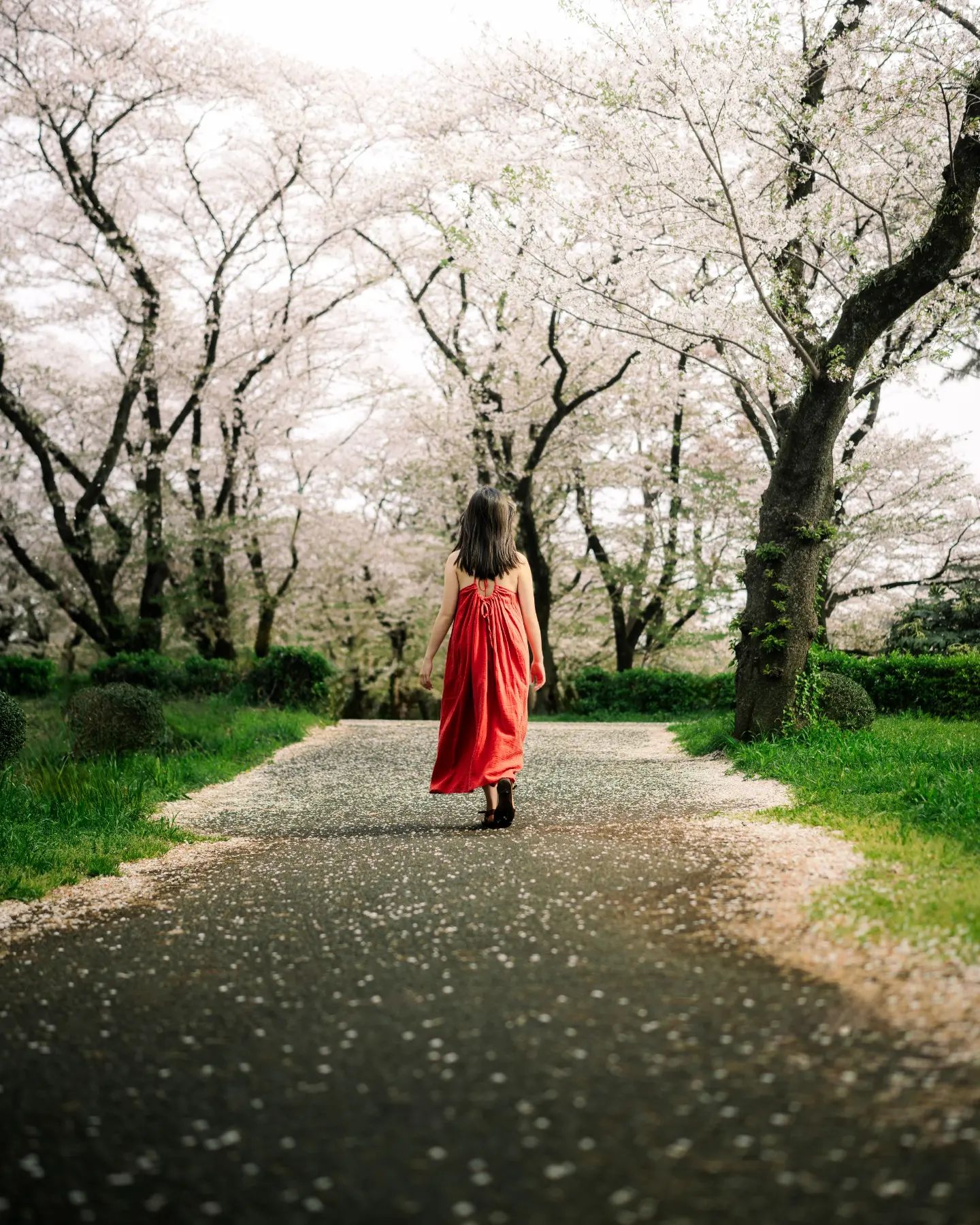 A Spring Reminiscence.
.
@kimurasara 
.
4/11/2024
#spring2024