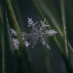 Snowflake Macro - OM System Article thumbnail