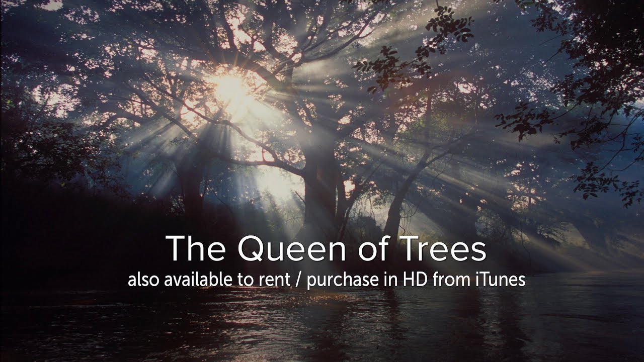 "The Queen of Trees" (52 min documentary) The fig tree and fig wasp differ in size a billion times over, but neither could exist without the other. thumbnail