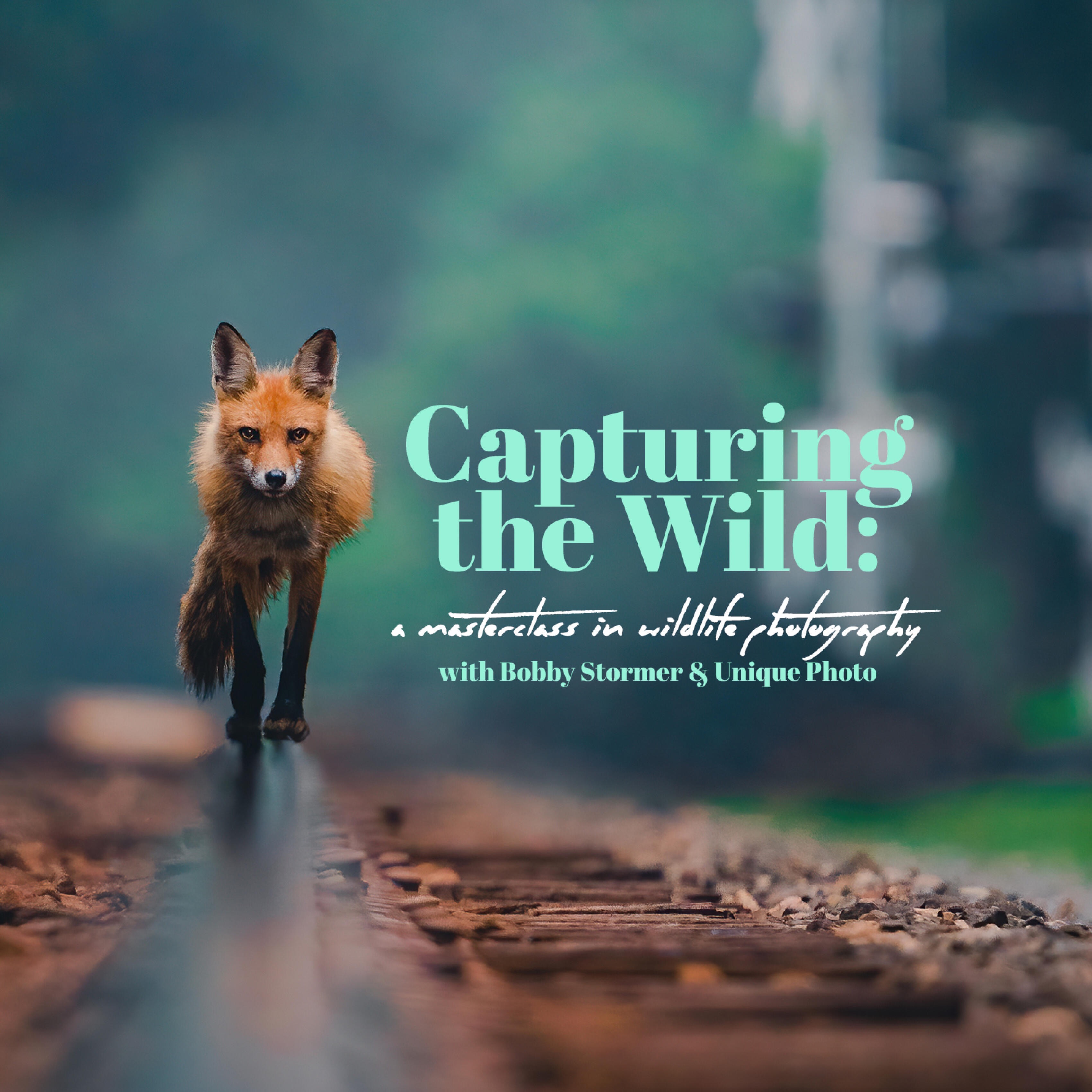 Masterclass in Wildlife Photography - Fairfield NJ 05/03 thumbnail