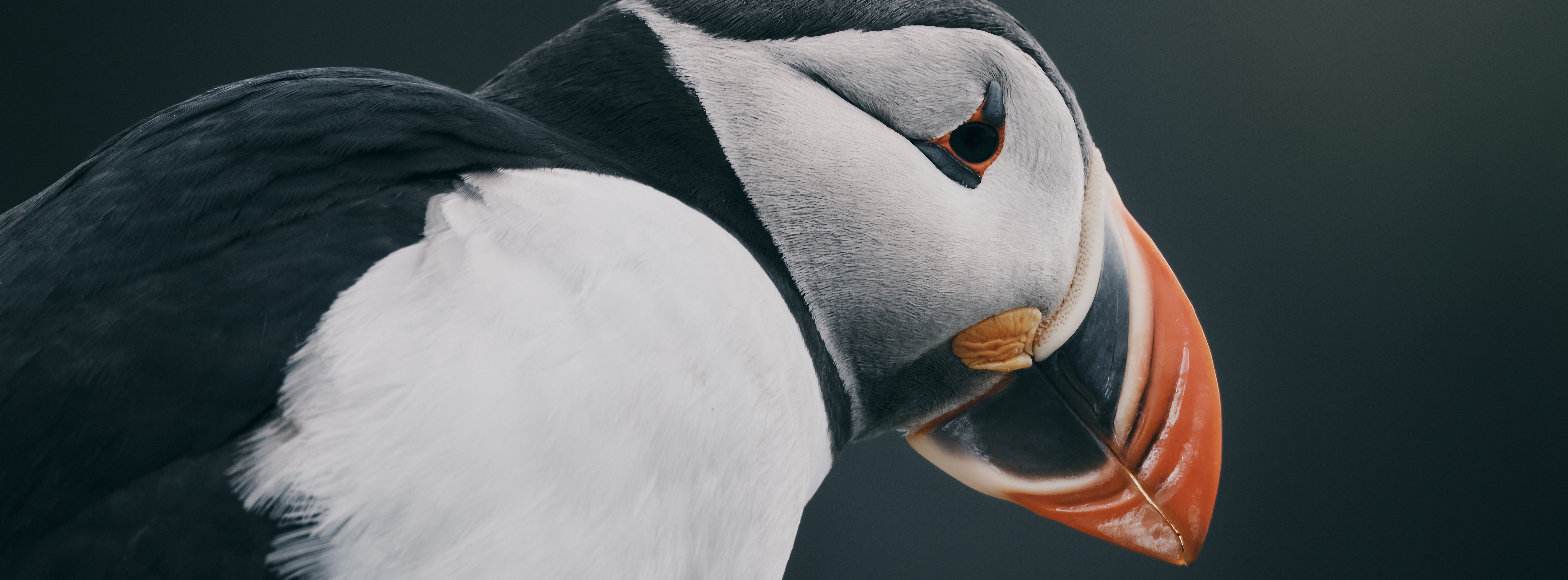 BioSite banner for @leroy