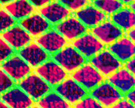 0NL¥ F4N5 thumbnail