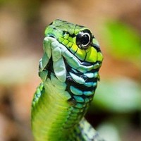 Quora thumbnail