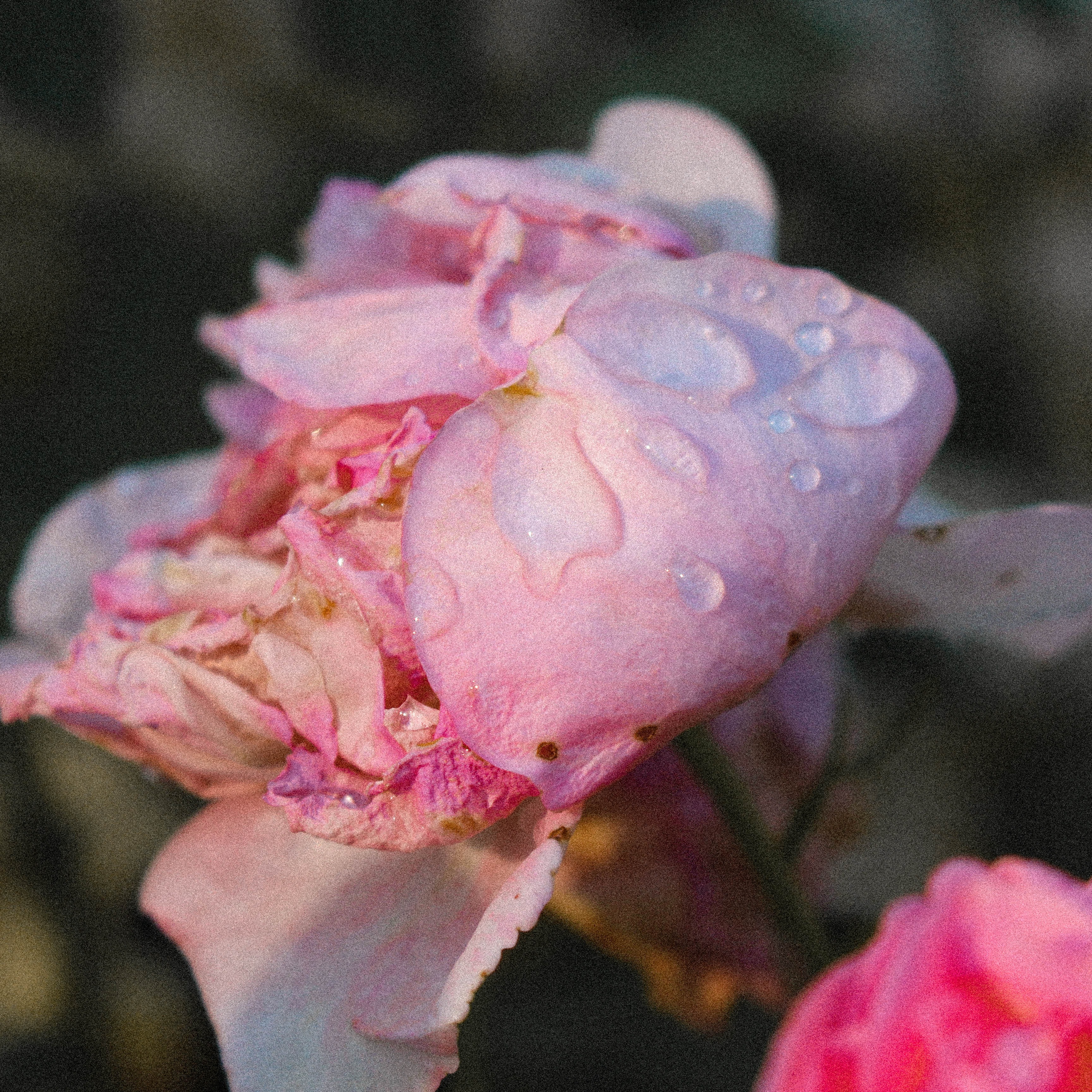 photography + film offerings thumbnail