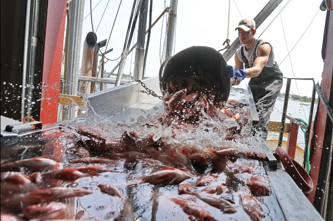 FHC in the Standard Times: New Bedford State Pier proposal makes fishing a destination attraction. What to know. thumbnail