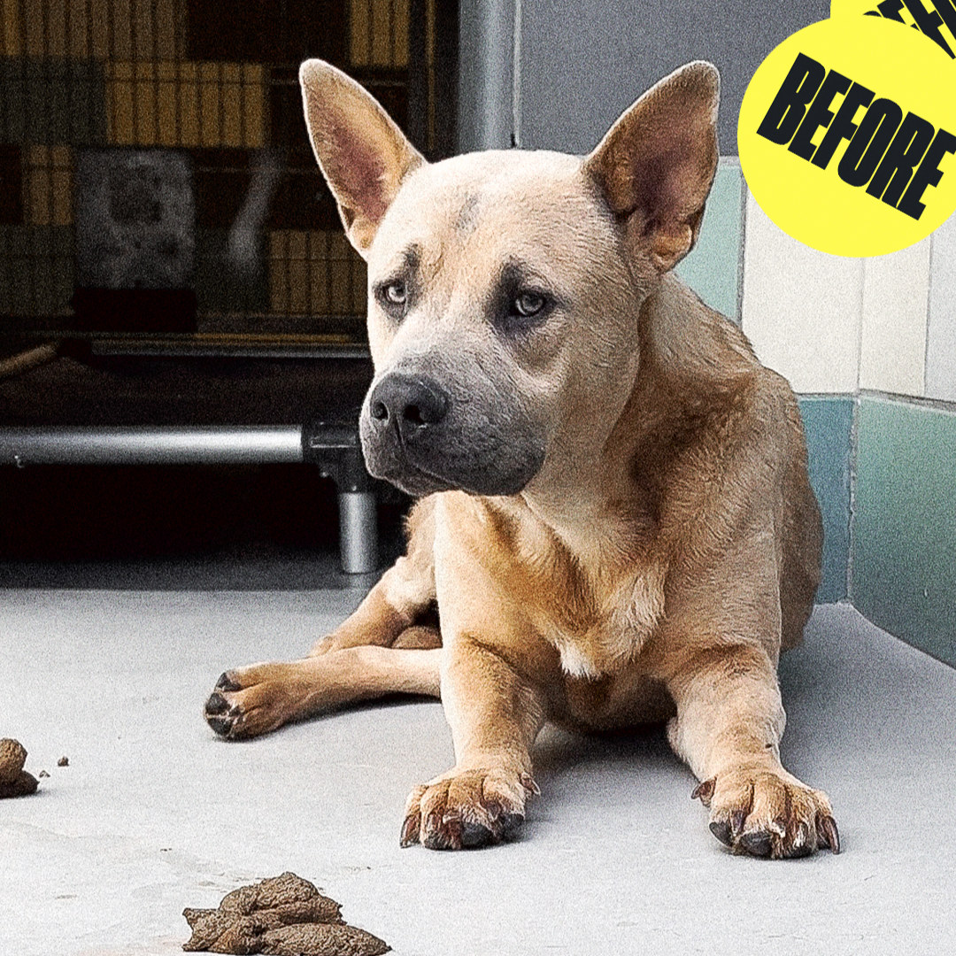 Be the reason we save more in 2026 ❤️🐾 thumbnail