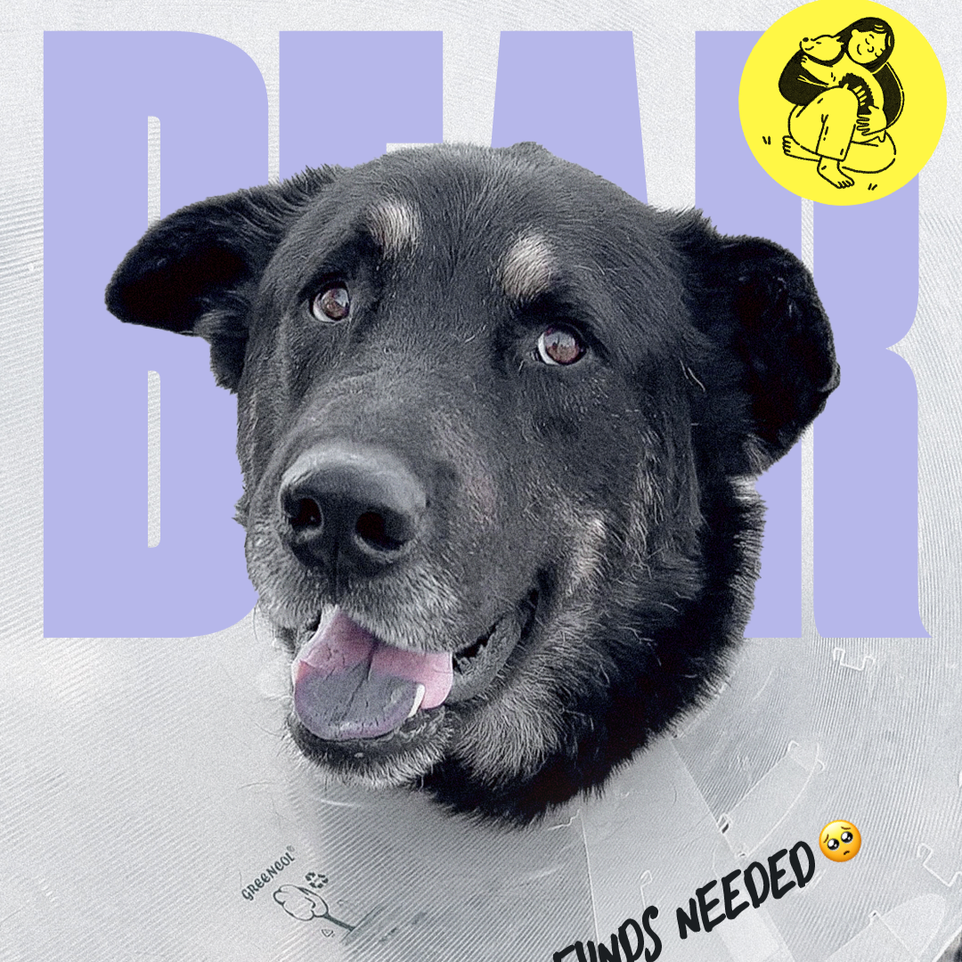 Apply to Foster! ✨  thumbnail