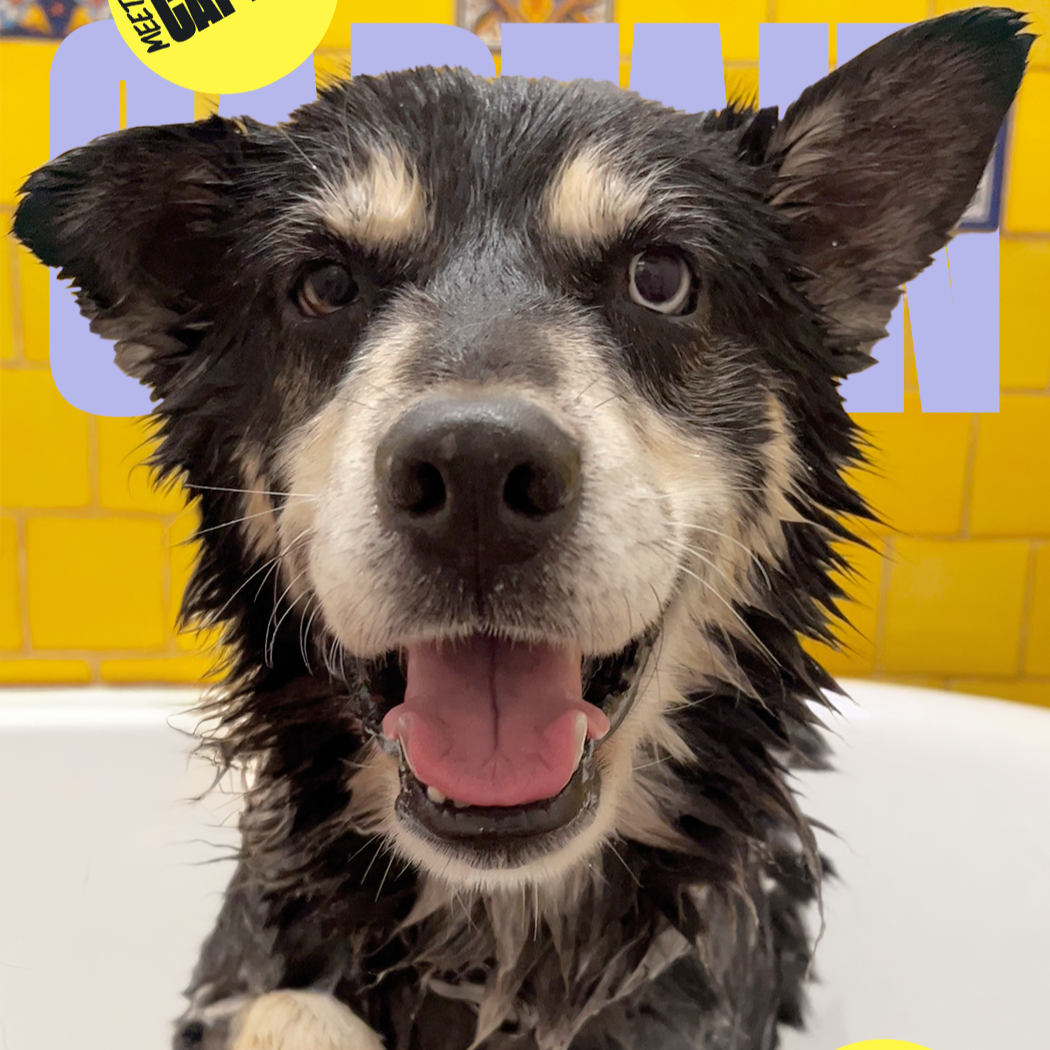 Petfinder ✨  thumbnail