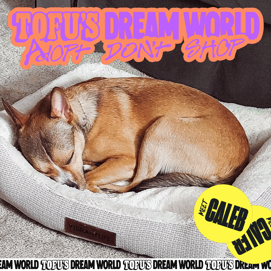 ✨ Volunteer With Us! ✨  (NEW🐶) thumbnail