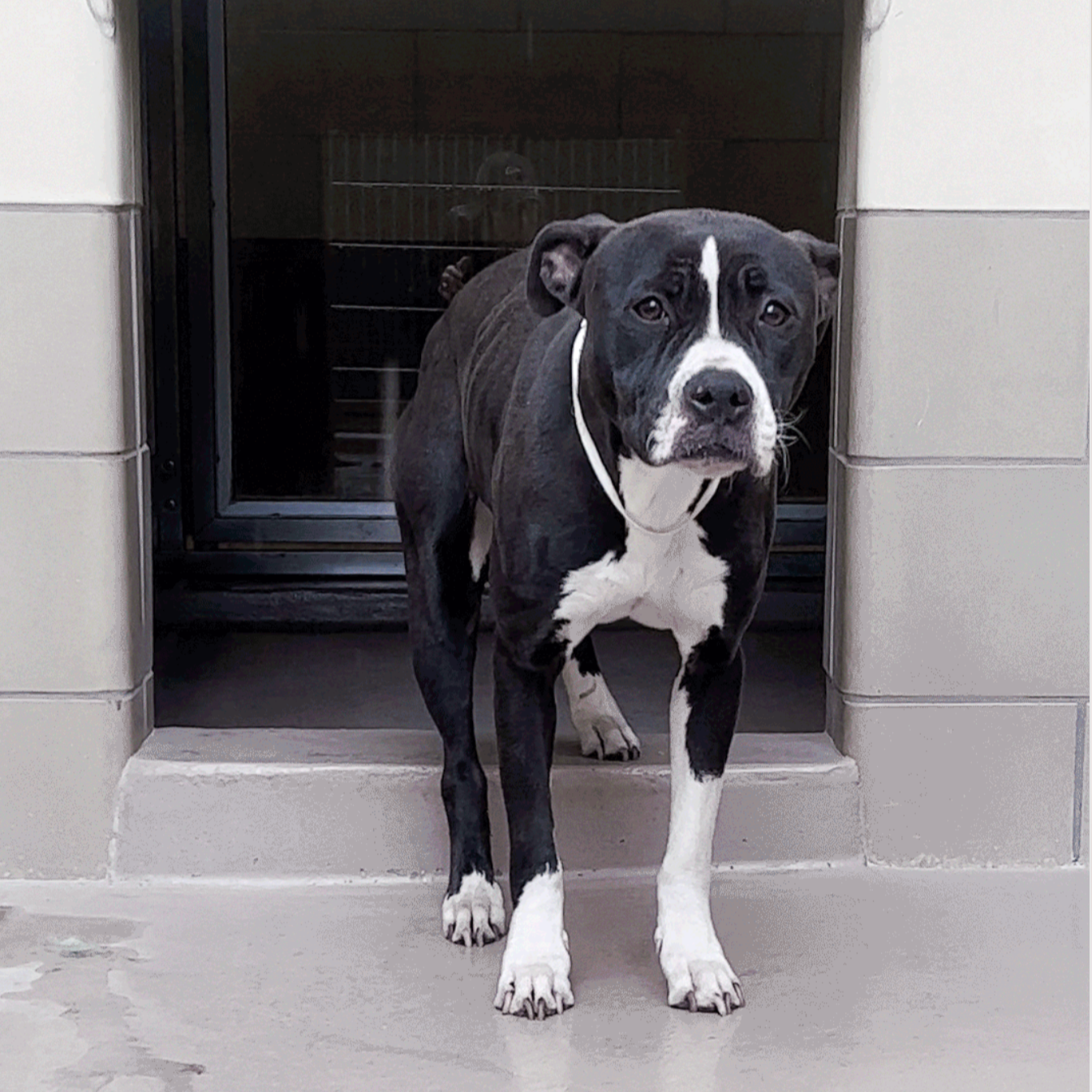 2025 US Shelter Statistics 💔 thumbnail