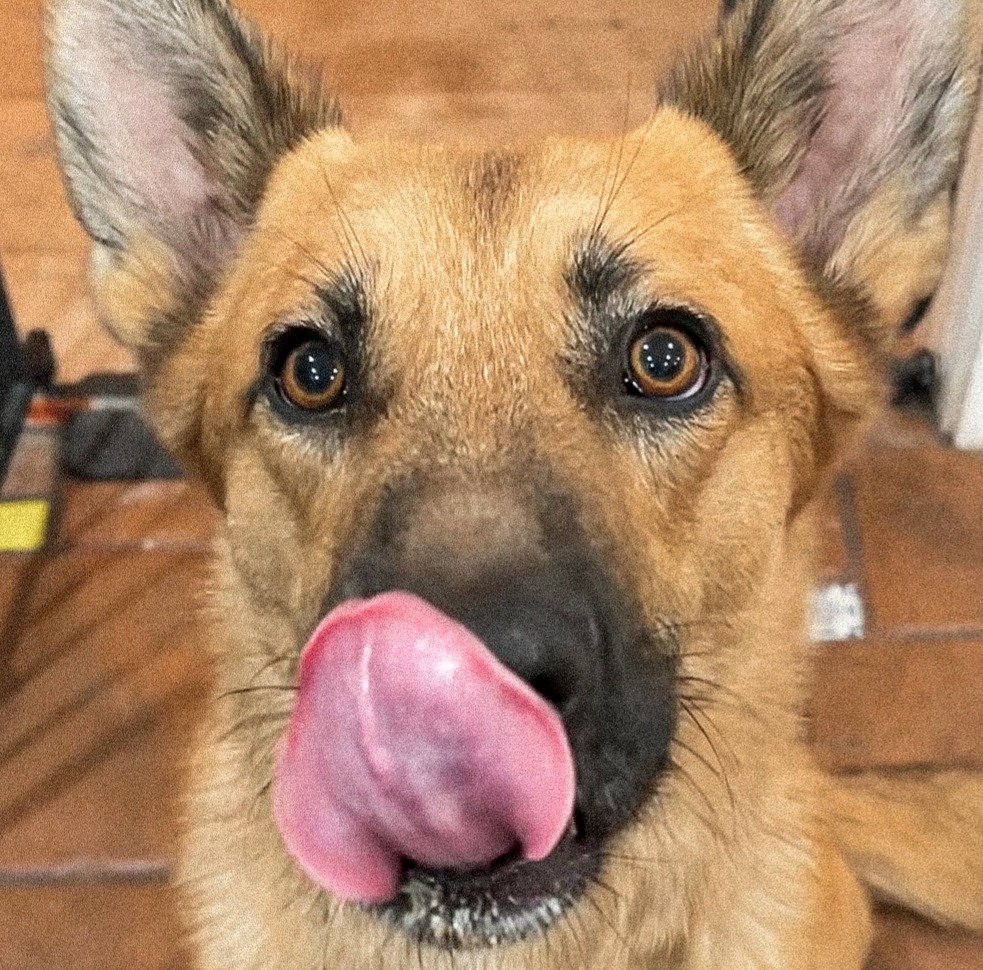 Amazon Wishlist 🎾🦴 thumbnail