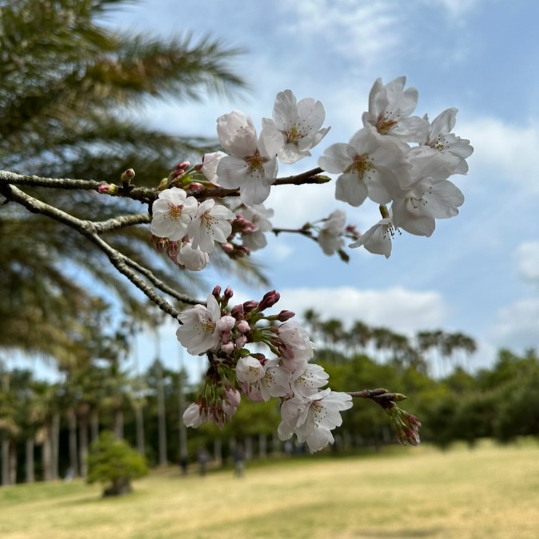 Plan the Perfect 5-day Trip to Jeju this Spring!  thumbnail