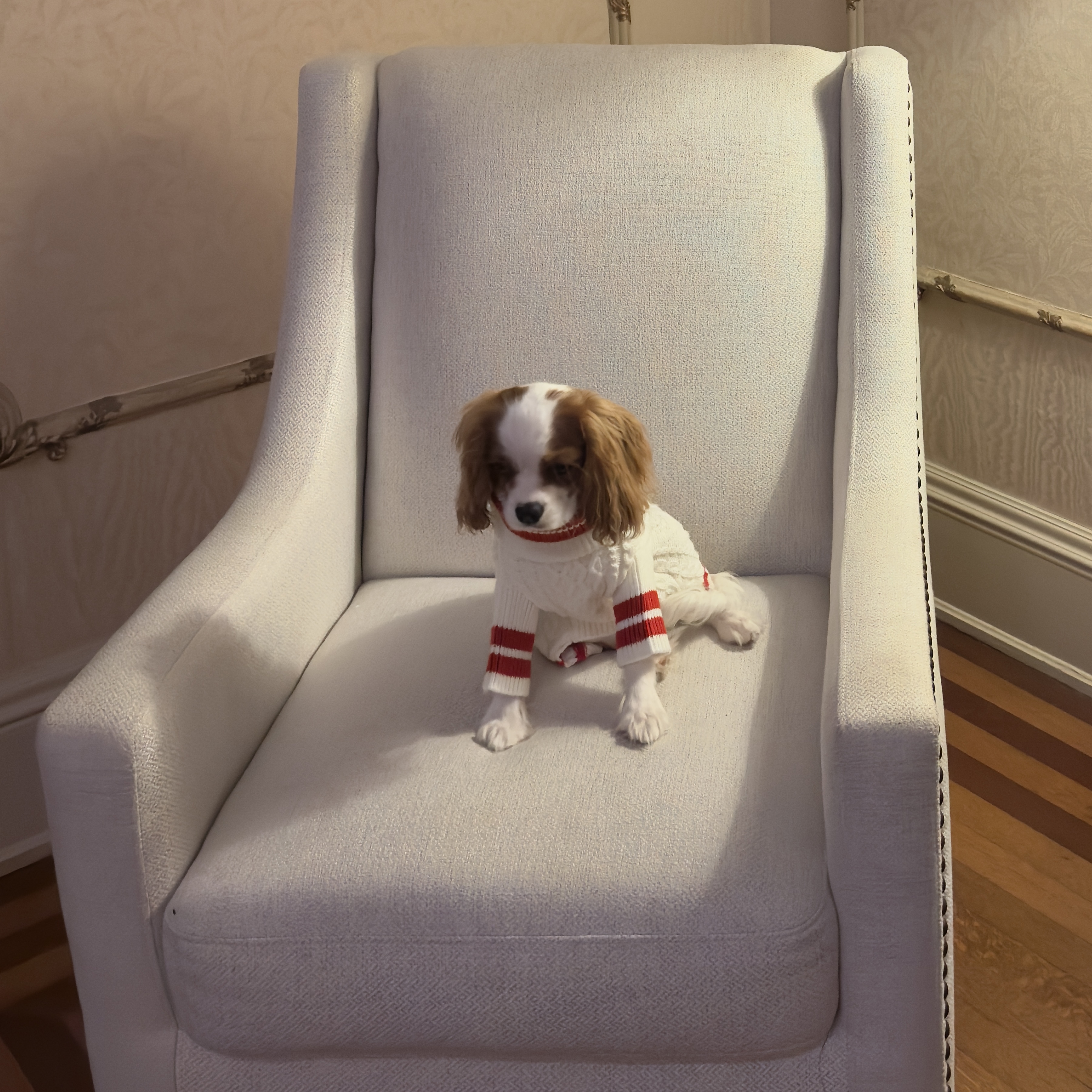 yourdogpark knitted sweater thumbnail