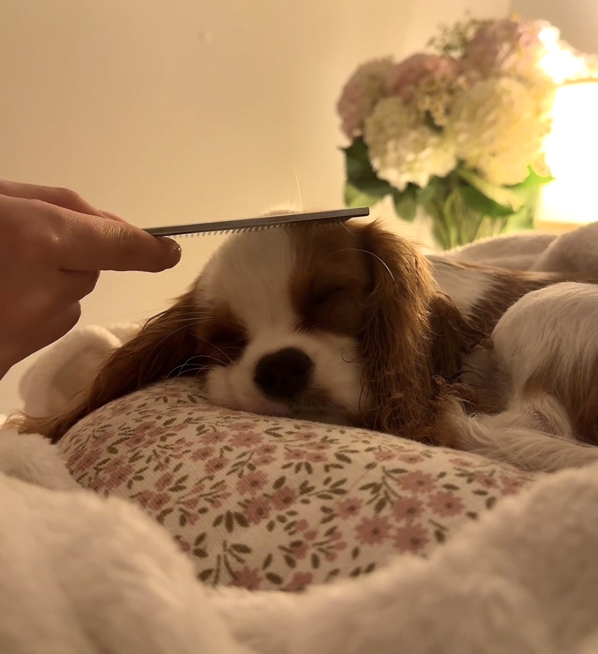 Pupwell pup parent kit thumbnail