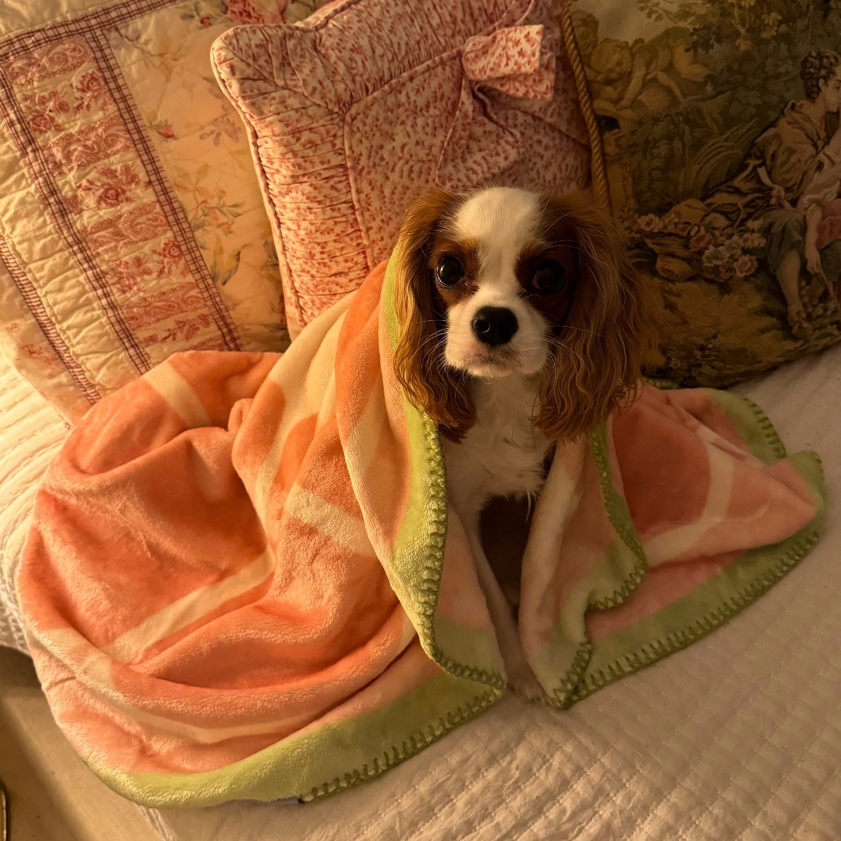 lesure grapefruit bed  thumbnail