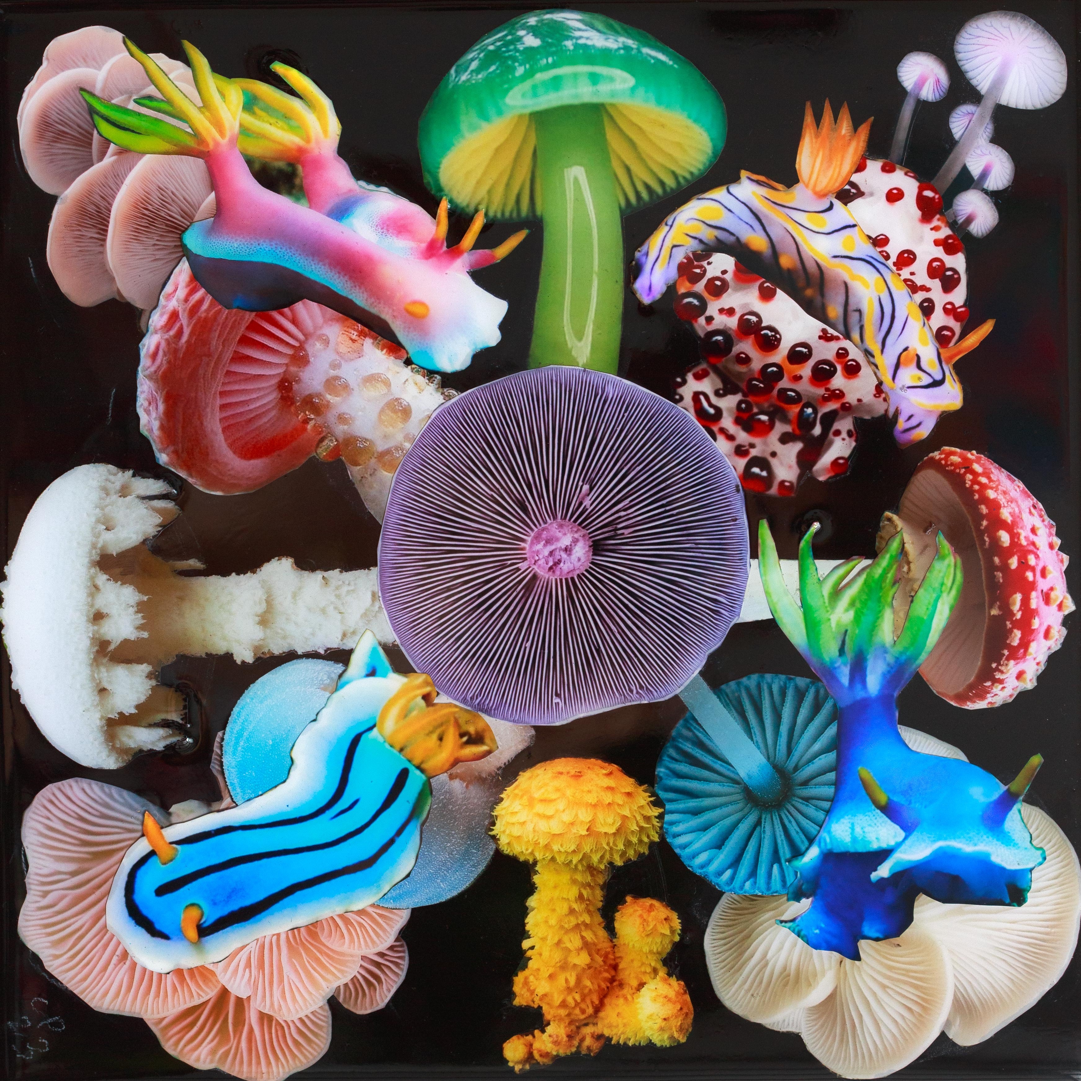 Shop Nudibranch thumbnail