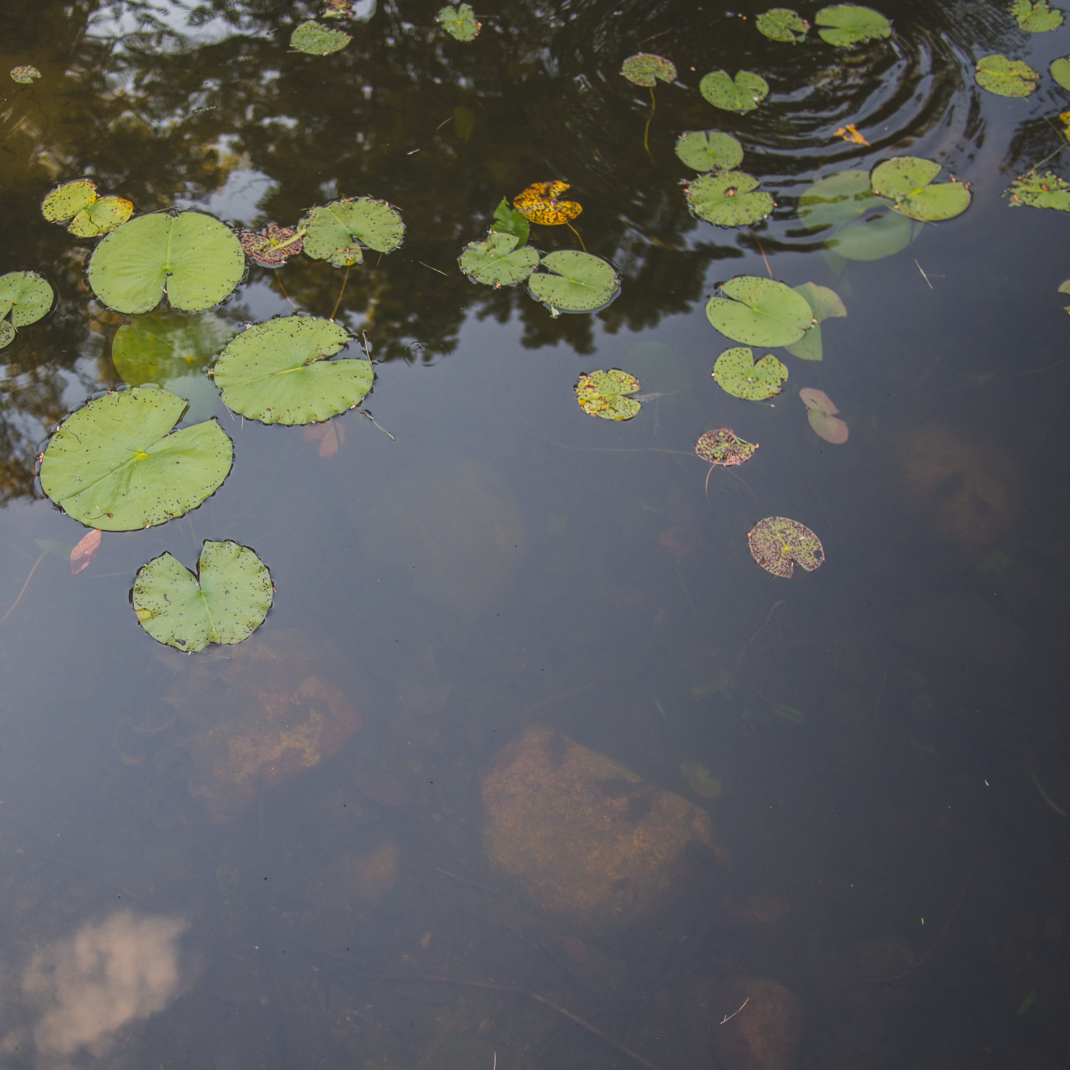 cours privés ✦ pour vous  thumbnail