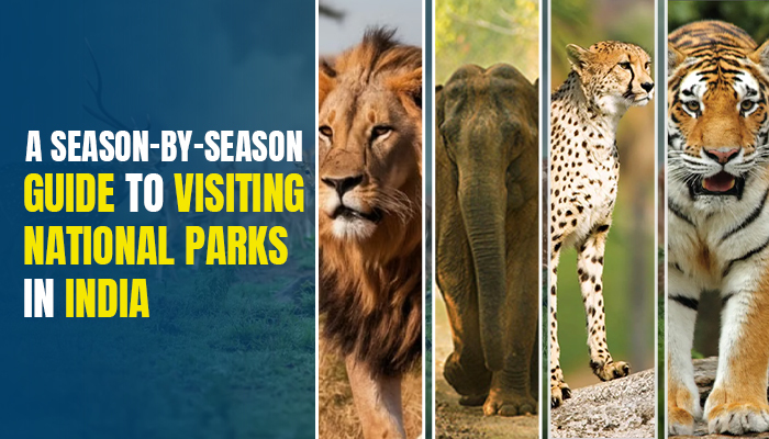 A Season-by-Season Guide to Visiting National Parks in India thumbnail