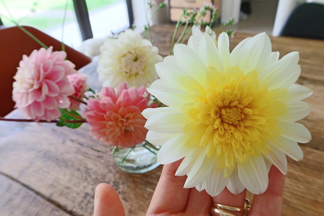 Dahlias and creeping baby’s breath from the garden! The varieties plucked today are Freya’s paso doble, Sarasota joy, Li